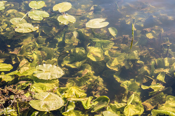 Water lily leaves floating on the water on sunny day.