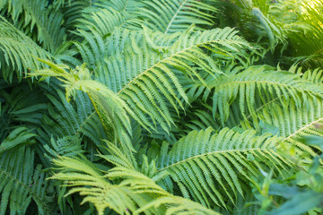 Fototapeta na wymiar Green fern. Floral background with leaves
