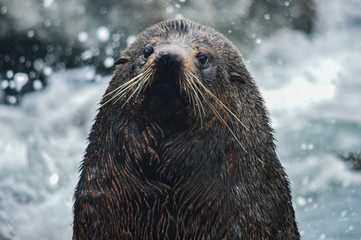 Seelöwe im Fokus