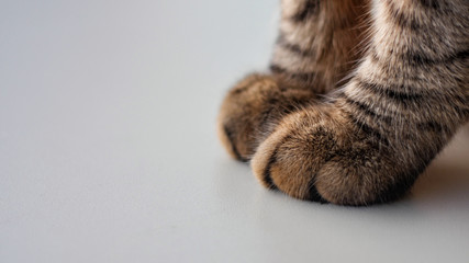 cat paws in closeup - obrazy, fototapety, plakaty