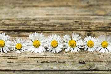 Row of daisies on rustic background