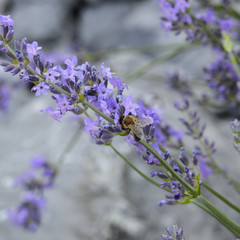 lavender flower and bee