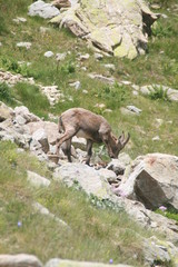 bouquetin 3