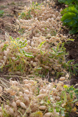 Potager bio - récolte de pois-chiches