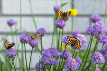 Small tortoiseshell butterflies feeding on chives blossoms