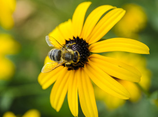 Flower with bee in the summer garden