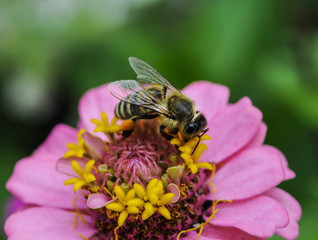 Flower with bee in the summer garden