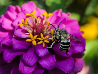 Flower with bee in the summer garden