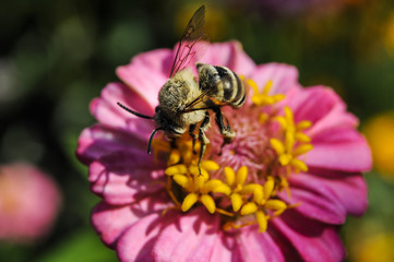 Flower with bee in the summer garden