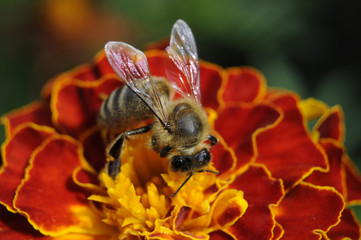 Flower with bee in the summer garden