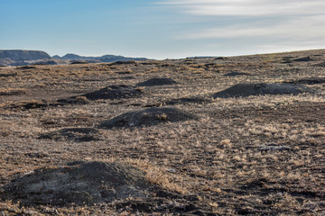 A prairie dog sticks it's head out of the comfort of its home to check and see if the coast is clear before heading out into the open wild fields where predators usually await them anxiously. 