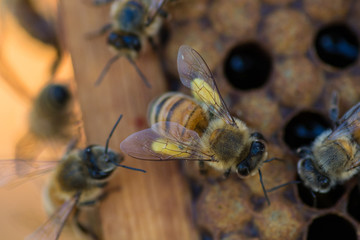 Honey Bee with Pollen