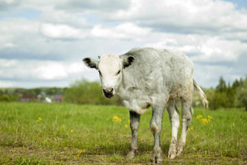 young light-gray steer in the meadow, soft light, easy blur