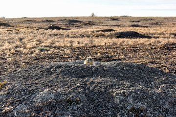 A prairie dog sticks it's head out of the comfort of its home to check and see if the coast is clear before heading out into the open wild fields where predators usually await them anxiously. 