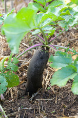 Potager bio - radis noir 