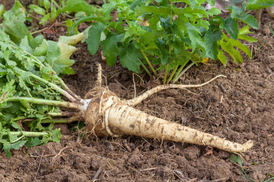 Potager - L&eacute;gume ancien : le panais