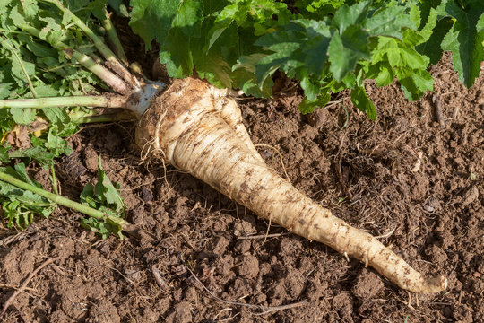 Potager - L&eacute;gume ancien : le panais