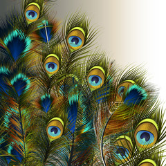 Naklejki  Moda wektor pawie pióra ilustracja w kolorach niebieskim i zielonym