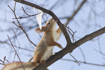 a funny fluffy squirrel quenches the thirst, licking icicles and icy crust on the branches