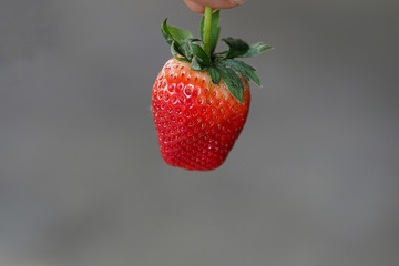 hand holding strawberry on gray background.