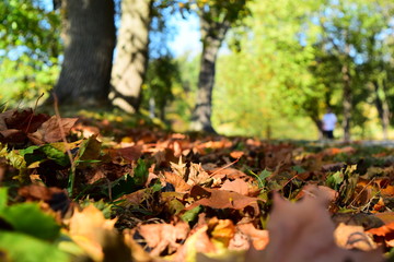 blur background the tree in the autumn