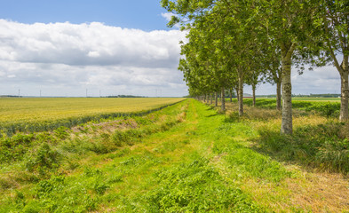 Fototapeta na wymiar Wheat in a field in sunlight in summer