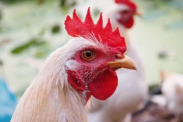 Close-up shot of portrait of a white broiler chicken looking at camera.