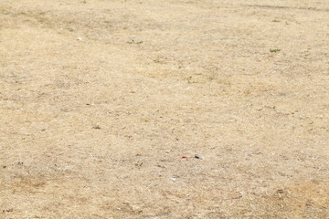 Vertrocknete Braune Rasenfläche, Dürre