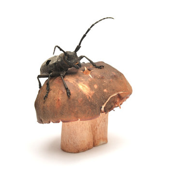 beetle and mushroom