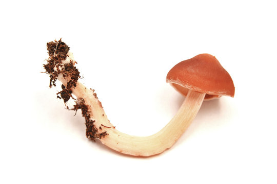 redlead roundhead mushroom