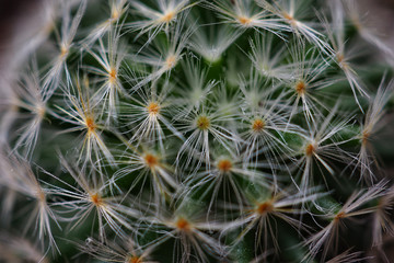 Close up cactus plan " mammillaria schiedeana "
