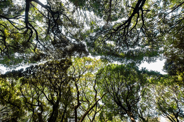 Trees covering the sky