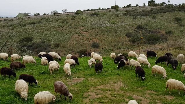 pecore al pascolo
