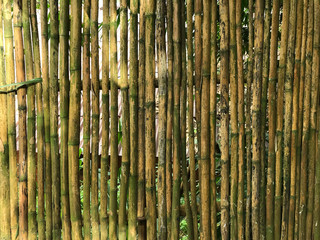 Bamboo wall house