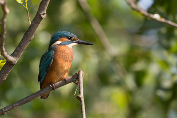Fototapeta premium Giovane Martin pescatore maschio su posatoio (Alcedo atthis)