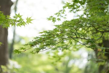Classic japanese tree and leaves