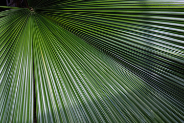 Green Palm leaf texture in tropical Nature concept leaves , pattern texture.