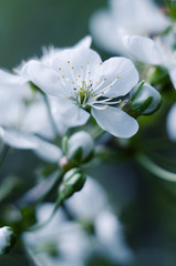 Cherry tree blossoms. White spring flowers close-up. Soft focus spring seasonal background. Vintage photo.