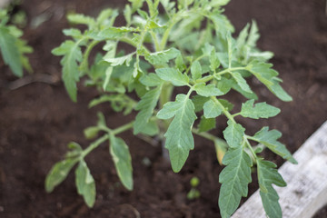 bush of a young tomato