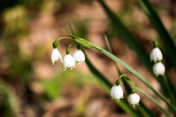 Bell shaped flower