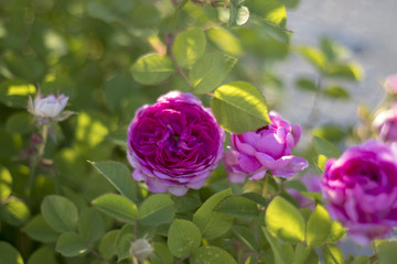 rose blooming in the garden is beautiful