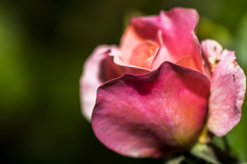 Rosa Fiore macrofotografia