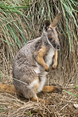 Yellow footed rock wallaby in the zoo