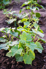 Bush zucchini in the ground. Young zucchini plant in a vegetable garden