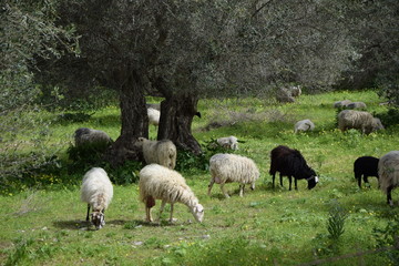 Schafe auf Kreta