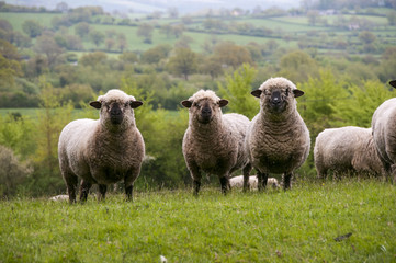 Naklejka premium Sheep watching in a field in Dorset