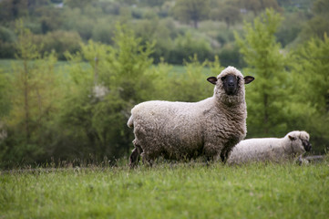 Obraz premium Sheep watching in a field in Dorset