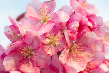 Spring sakura blossom flower twig