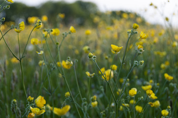 Close up of flowers in a meadow