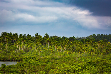 Jungle
